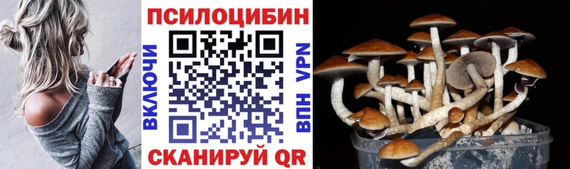 Галлюциногенные грибы Psilocybe где купить наркоту Богучар